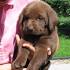 Labrador Retriever Puppies and Dogs for sale near you
