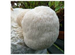 Lion's mane is an edible mushroom which is currently being investigated for its potential cognitive benefits. Lion S Mane Grain Spawn 5 Liter Grain Spawn For Logs Shiitake Shop
