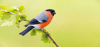 Zwei gimpel vogel sitzt auf einem ast. Vogelportrat Gimpel Nabu