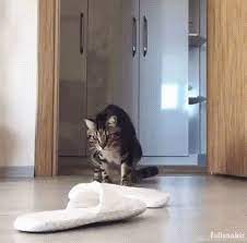 Cutesypooh Cute Animals Funny Animals Crazy Cats