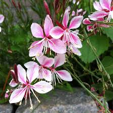 We did not find results for: Siskiyou Pink Gaura Plants For Sale Beeblossom Free Shipping