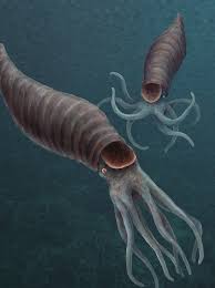 Image result for Polyceratocarpus