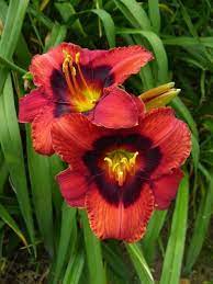 Check spelling or type a new query. Daylily Hemerocallis Velvet Eyes In The Daylilies Database All Things Plants Day Lilies Plants Fancy Flowers