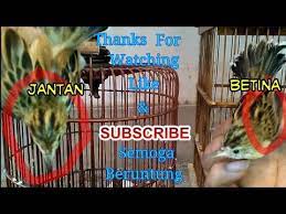 Cobra indonesia studio 3 months ago. Ciri Ciblek Padi Jantan Dan Betina Perbedaan Cici Padi Jantan Dan Betina Klik Klik Klik Youtube