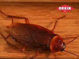 Get quotes from pest pros. Is Cockroach Gel Effective At Killing Roaches Orkin