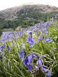 Bluebells Growing Wild In Grasmere England C Abi Black Bluebells Great Britain England