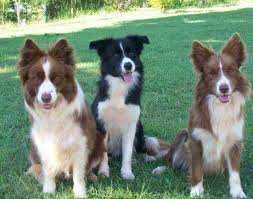 Border Collie Border Collie Collie Border Collie Colors