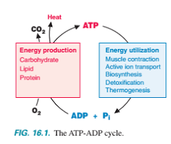 Aerobic metabolism fuels most of the energy needed for long duration activity. Section Four Fuel Oxidation And Atp Generation Ch 16 Ch 17 Ch 18 Ch 19 Ch 20 Flashcards Quizlet
