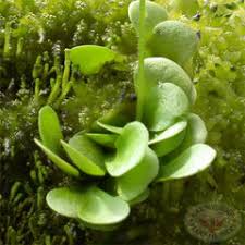 Image result for Genlisea