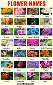 Flower Names List Of 25 Popular Types Of Flowers With The Pictures Esl Forums Infographic Flower Names Types Of Flowers List Of Flowers