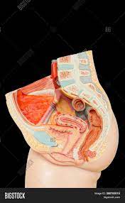 The same goes for the reproductive system and how it is not only used for procreation but how it helps regulate your body. Model Internal Female Image Photo Free Trial Bigstock