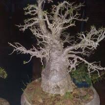Large trees for sale direct to the public! Pin On Baobab Bonsai