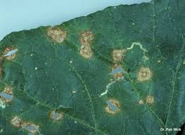 Vegetable Cucurbits Leaf Spots Umass Center For Agriculture Food And The Environment