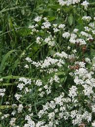 Image result for Sericanthe suffruticosa