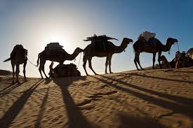 Reuven yagil, an israeli physiology professor who is considered an expert on camel milk and its benefits, explains that in his years of research he has seen patients control or even reverse autoimmune disease with camel milk. Finding Israel S First Camels Archaeologists Pinpoint The Date When Domesticated Camels Arrived In Israel Archaeology Dig Archeologist Archaeological Discoveries