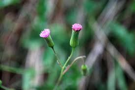 Image result for Emilia transvaalensis