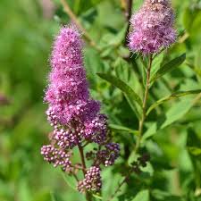 Image result for Spiraea billardii
