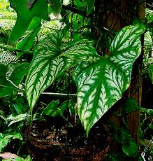 Image result for Cercestis