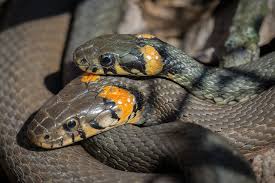 Nur im nordosten lebt die nominatform (natrix natrix natrix). Die Ringelnatter