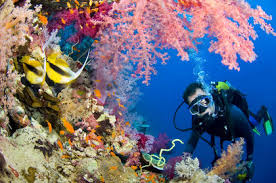 Image result for coral reef