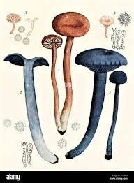 Image result for Clitocybe multiceps