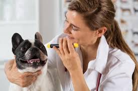 Symptoms Of Neurological Disorders In Dogs 7 Signs Eye Drops For Dogs Cherry Eye In Dogs Medication For Dogs