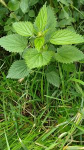 Check spelling or type a new query. How To Take Care Of A Stinging Nettle Rash Alaska Herbal Solutions