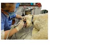 Newly renovated, our facility is appx 5000 sq ft. All Pets Veterinary Clinic Veterinary Care Cedar Rapids Ia