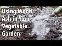 Can i use ashes in my garden. How To Use Wood Ash In The Vegetable Garden Video Old Farmer S Almanac