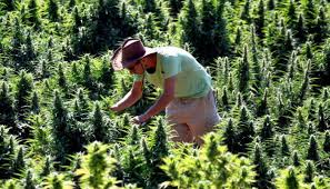 هدف هولندا الثالث #هولندا_اوكرانيا #euros2020. Ù…Ù‚Ø§Ù‡ÙŠ ÙƒÙ†Ø¯Ø§ ØªØ³ØªØ¹Ø¯ Ù„ØªÙ‚Ø¯ÙŠÙ… Ø§Ù„Ù…Ø§Ø±ÙŠØ¬ÙˆØ§Ù†Ø§ Ø¶Ù…Ù† Ù…Ù†ØªØ¬Ø§ØªÙ‡Ø§