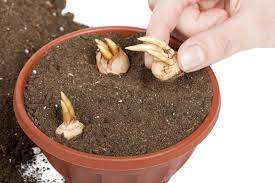 This item comes in a very sturdy box that spells out the attention to detail esschert gives to their customers. Can You Plant Bulbs In Containers Tips On Planting Bulbs In Containers