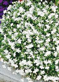 Image result for foto Lobelka