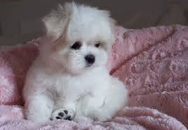 maltese おしゃれまとめの人気アイデア pinterest blanca solis コアラの赤ちゃん 犬 アニマル