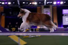 The 145th westminster dog show launched on friday, june 11, and. M6rau Wgp9uzjm