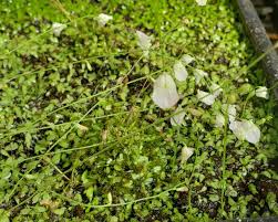 Image result for Utricularia sp.no.1