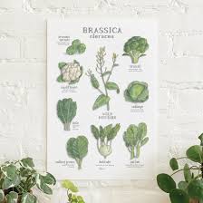 Image result for Brassica