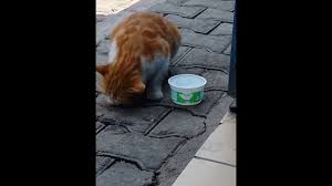 Kedi Bogazina Kemik Takilinca Youtube