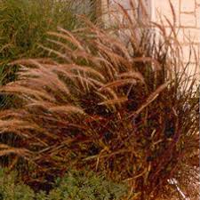 Image result for Panicum eickii