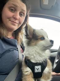 Corgi Puppy Weston at 11 Weeks Old