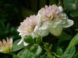 We did not find results for: Clematis Innocent Blush Ist Ideal Fur Romantische Garten