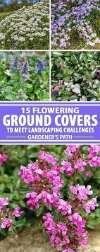 Like some of the best perennials for sun, there is a wide variety of ground covers that thrive in full sun. The 15 Best Flowering Ground Covers For Yard Gardener S Path Ground Cover Plants Ground Cover Lawn Alternatives