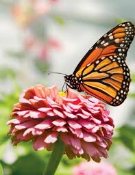 Maybe you would like to learn more about one of these? Monarch Butterflies Our Environmental Ambassadors Edible Western Ny