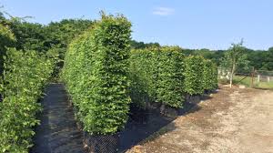 Image result for hornbeam hedge in winter