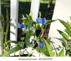 Image result for Commelina bracteosa