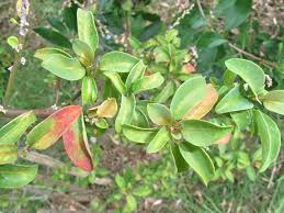 Image result for Andrachne