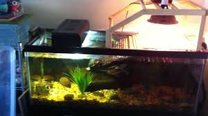 Aquarium Setup For Two Adult Aquatic Turtles Res False Map Turtles Youtube