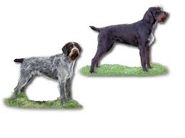 Image result for český fousek stavba těla