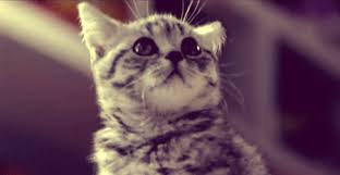 Kitten Pouncing Gifs Wifflegif You are searching for pounce gifs gifs at gifwave.