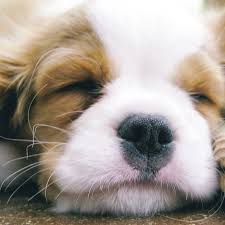 Sweet Dreams Ink361 Com App Photo Ig 442698046426475421 10995153 Susseste Haustiere Hunde Ich Mag Tiere