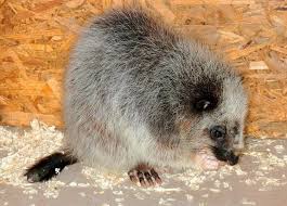 Giant cloud rats belong to. Northern Luzon Giant Cloud Rat Alchetron The Free Social Encyclopedia